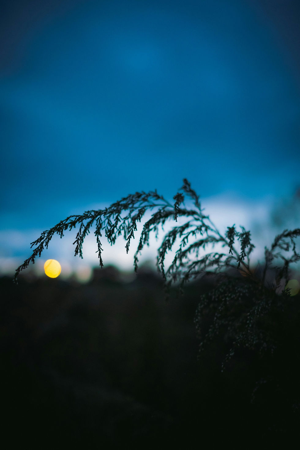 Grasshalm im gegenlicht waehrend des Sonnenuntergangs