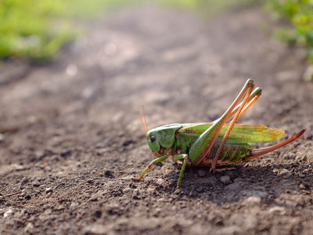Is Using an Exterminator Safe?