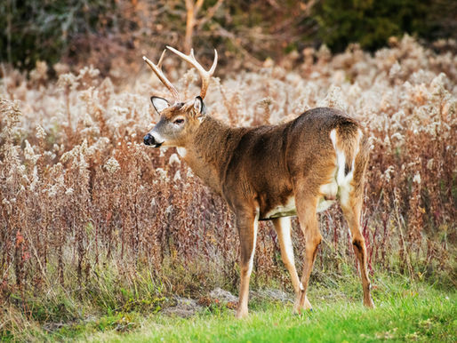 Whitetail Deer