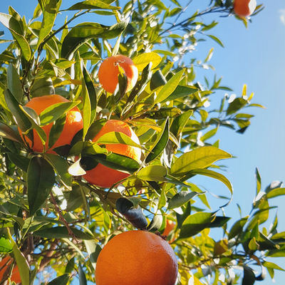 SA Citrus Season Underway