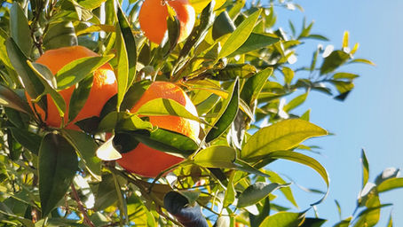SA CITRUS SEASON UNDERWAY