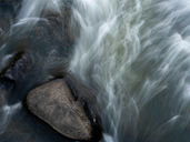 The Wisdom Hidden in Movement: What the Monkey Month Teaches About Letting Life Flow