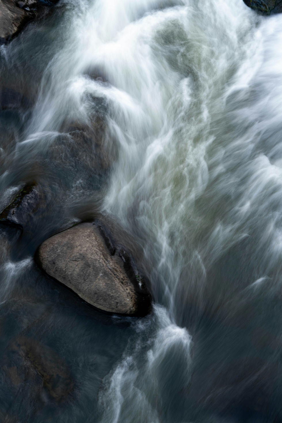 The Wisdom Hidden in Movement: What the Monkey Month Teaches About Letting Life Flow