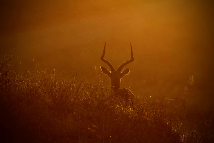 Impala