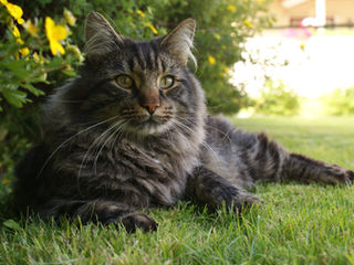 Le Maine Coon