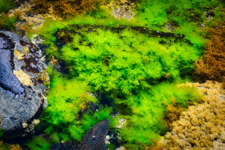 How to Cultivate Green Algae for Science & Health