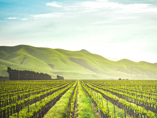 Les Champs de l'Innovation : Révolutionner l'Agriculture à Ross-Béthio