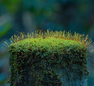 Image by Ronaldo de Oliveira