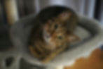 Tekir Kedi