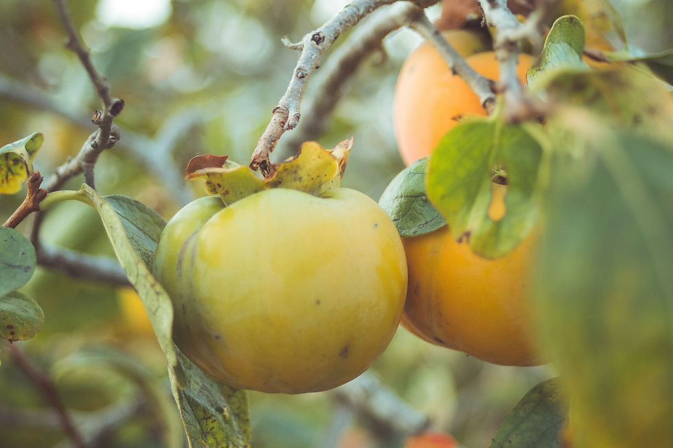 Unripe Persimmon Fruit