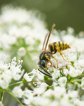 Image by Ingo Doerrie