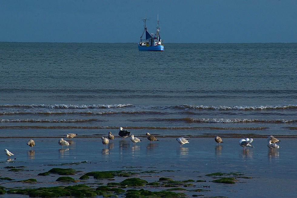 Seagulls stand on a sandy shore with gentle waves, a blue fishing boat in the distance. Calm, serene ocean scene.