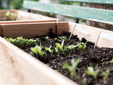 What veggies can I plant in late summer and fall?