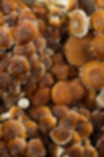 Shiitake Mushrooms