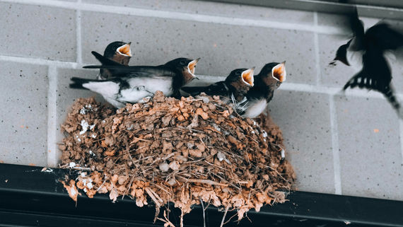 A nest of swallows being fed by an adult