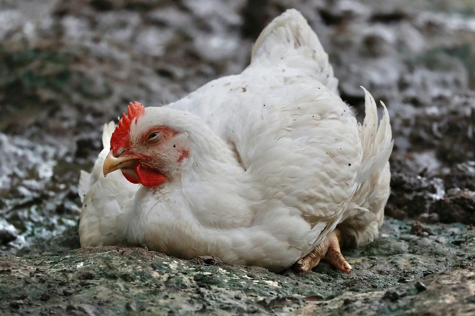 Close-up view of poultry intestinal tissue showing damage caused by Eimeria parasites