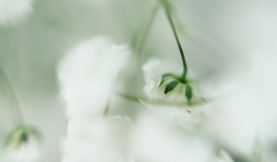 Image by CHUTTERSNAP