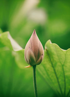 Image by Rui Xu