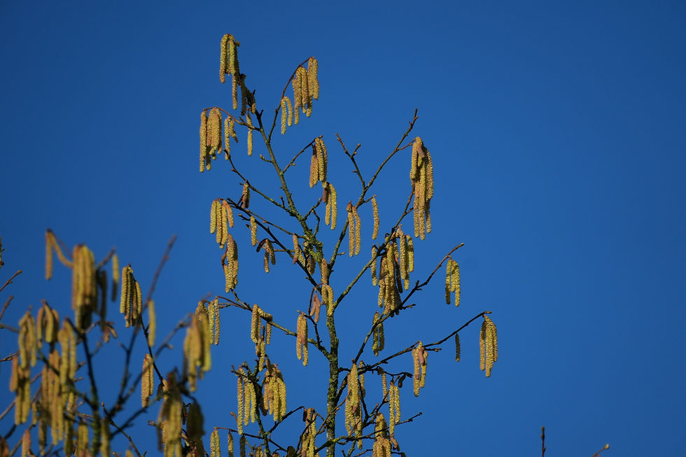 Haselkätzchen: Wenn der Winter Platz für die Sonne macht.