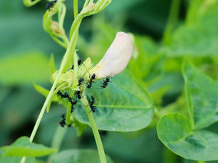 Can Ants Do Damage To Plants?