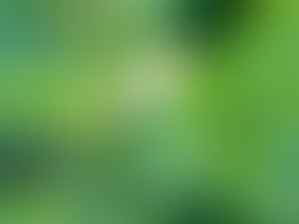 Can Ants Do Damage To Plants?