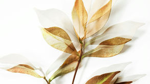 In Duplum Rule in Kenya