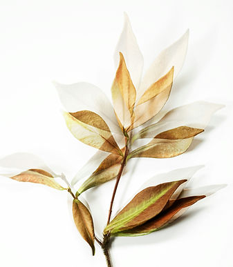 Image by Danielle Suijkerbuijk