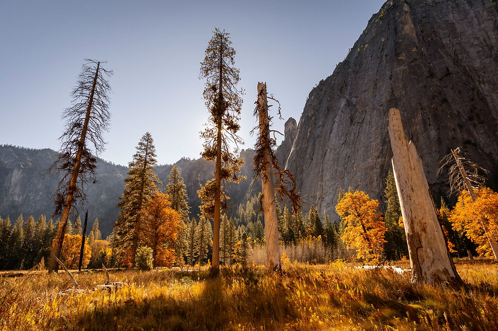 Tall trees with sparse branches stand in a sunlit, autumnal meadow. Mountains and vibrant orange foliage create a serene background.