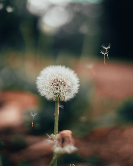 Image de Kevin Lang