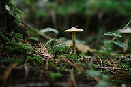 Image by Jesse Bauer