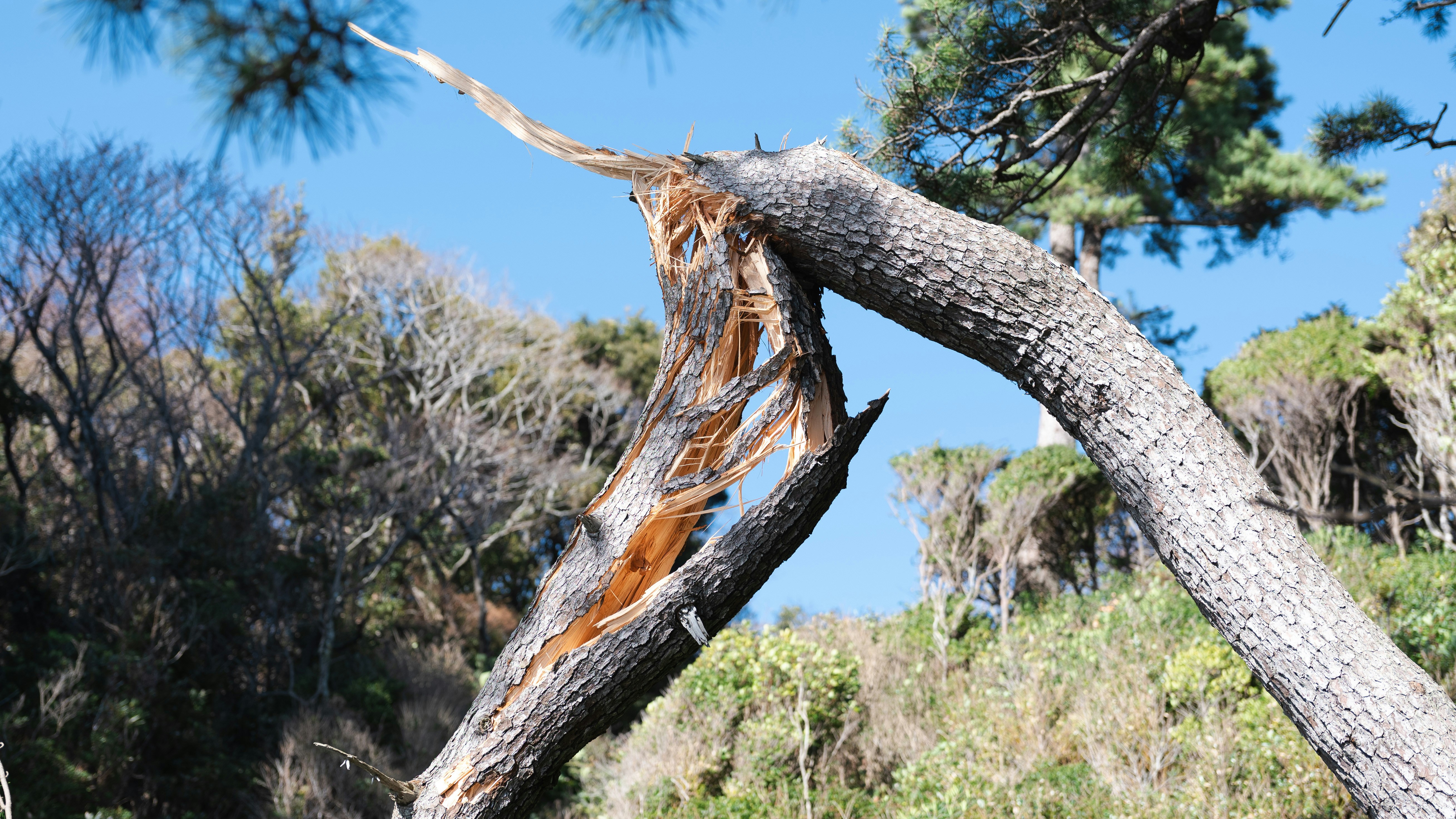 Photograph of a tree that has broken in the middle with parts still attached to the base.