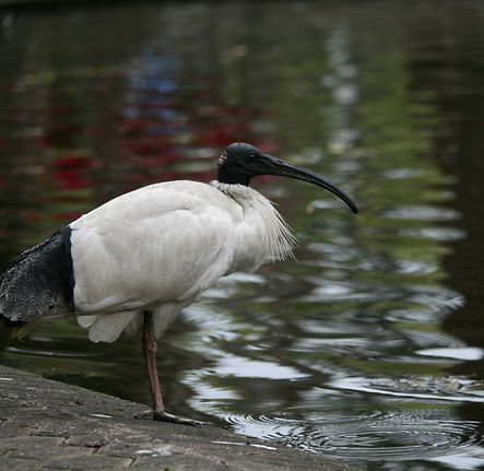 Image by Thea Harrison