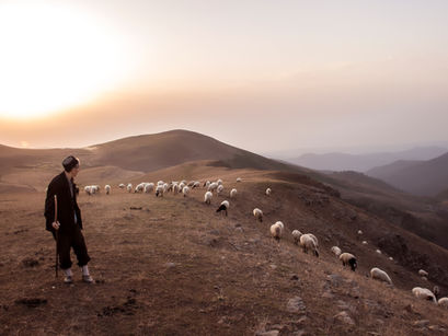 Sheep Without a Shepherd