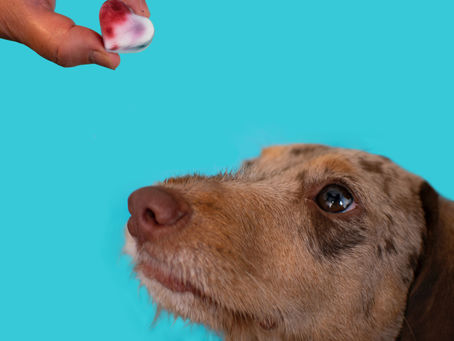 dog getting treat