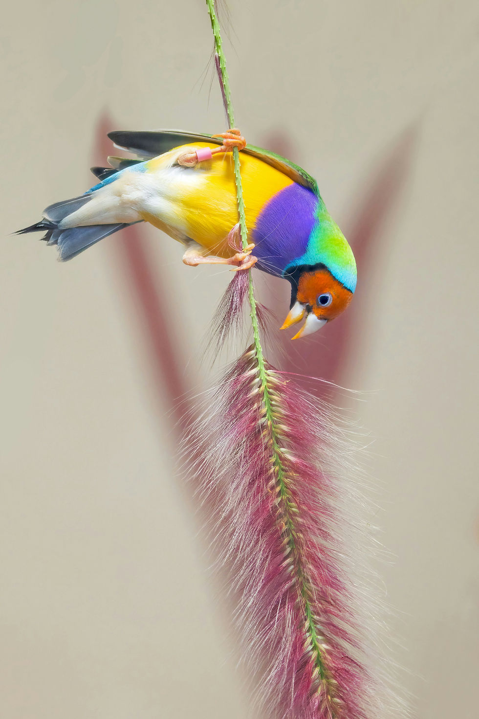 Close-up view of a healthy Gouldian Finch resting on a perch