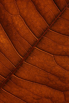 Image by Isaac Quesada