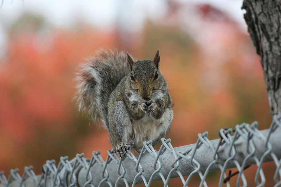 Grey Squirrel