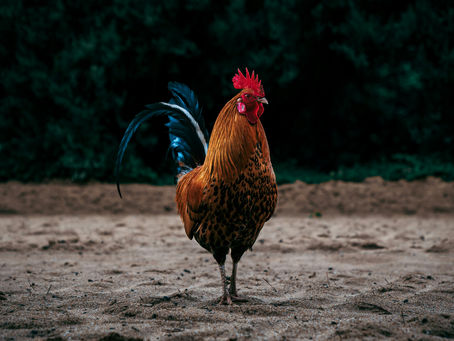 Chasing the Rooster