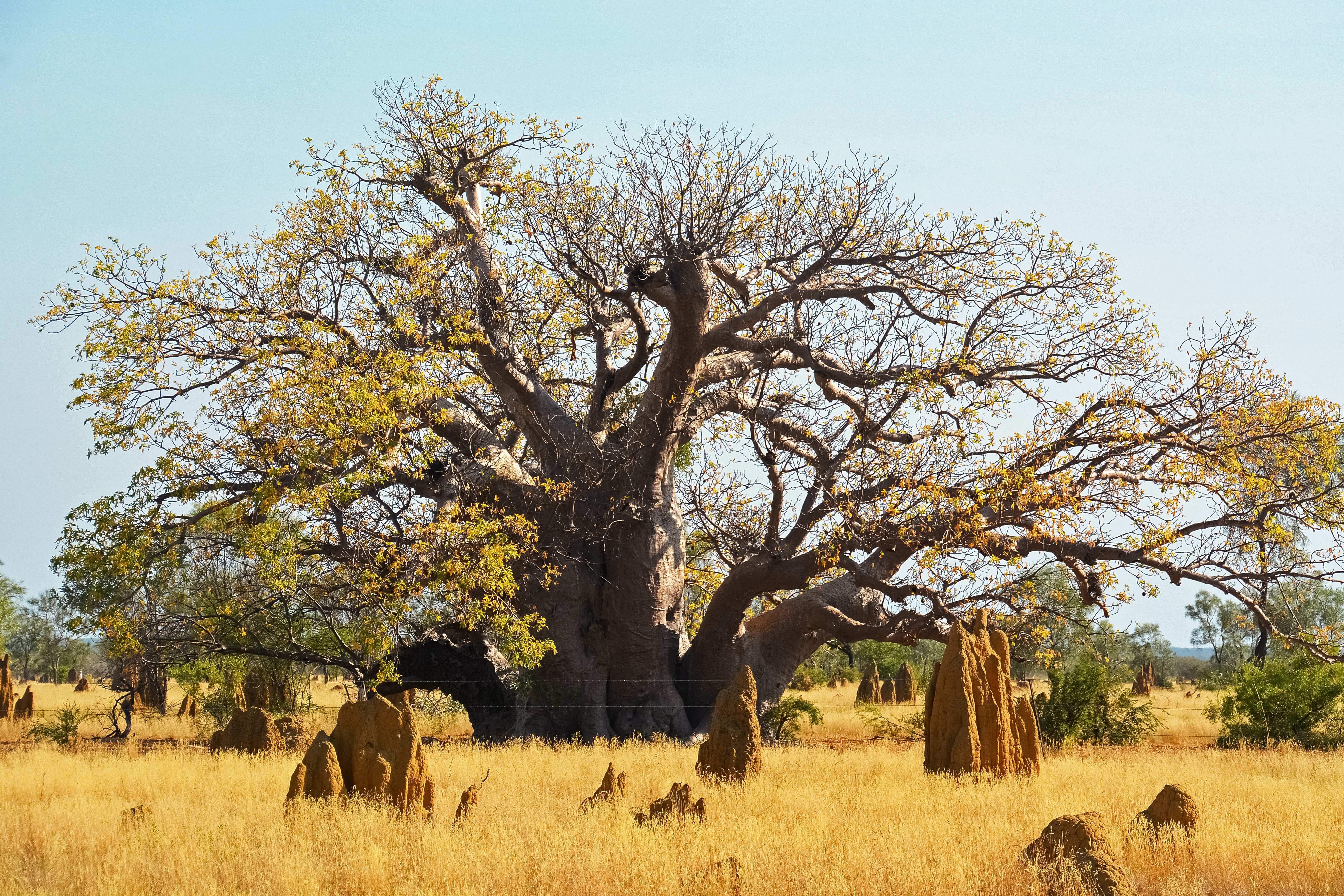 Savane