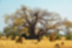 Planetary Tree Grid Network: Baobab