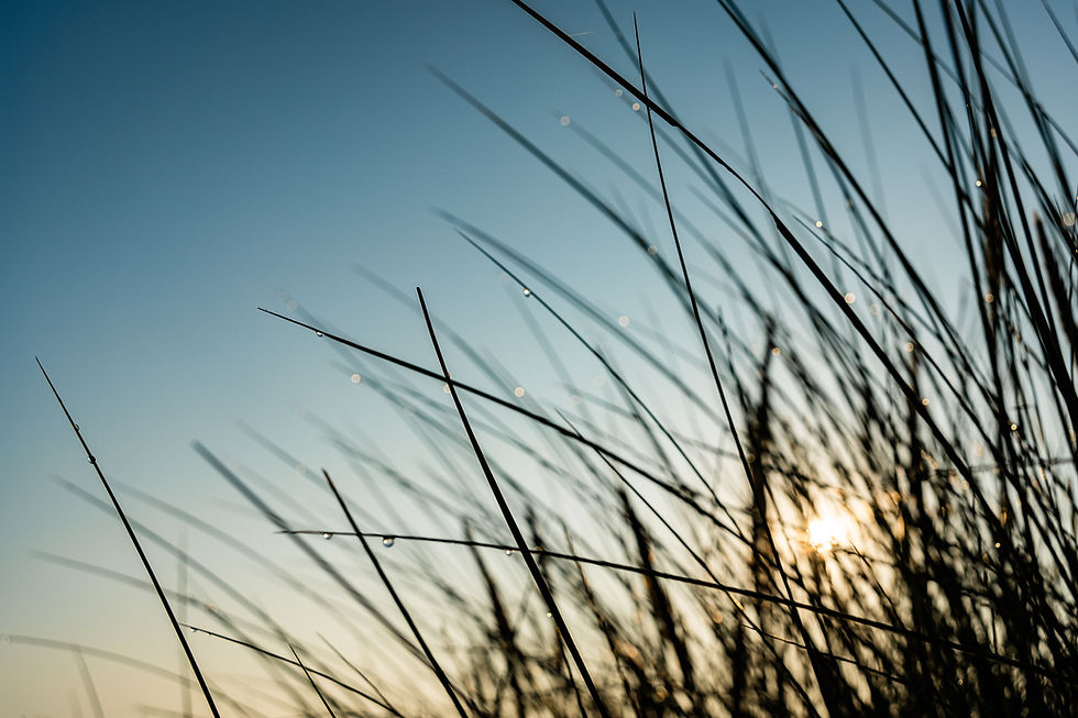 Tall grass