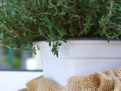 The Benefits of Thyme (Timo)