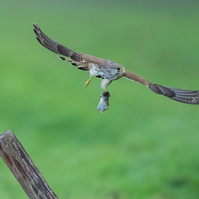 Image by Vincent van Zalinge