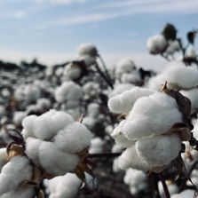 4 Reasons Why Cotton is Bad for Hiking