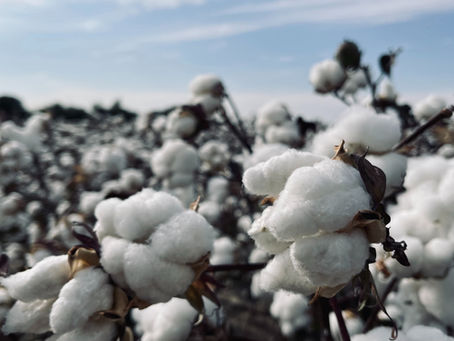 Pima Cotton Yarn: A Premium Plant-Based Fibre | Fancy Yarns Australia