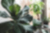 Fiddle Leaf Fig Care: Your Complete Guide