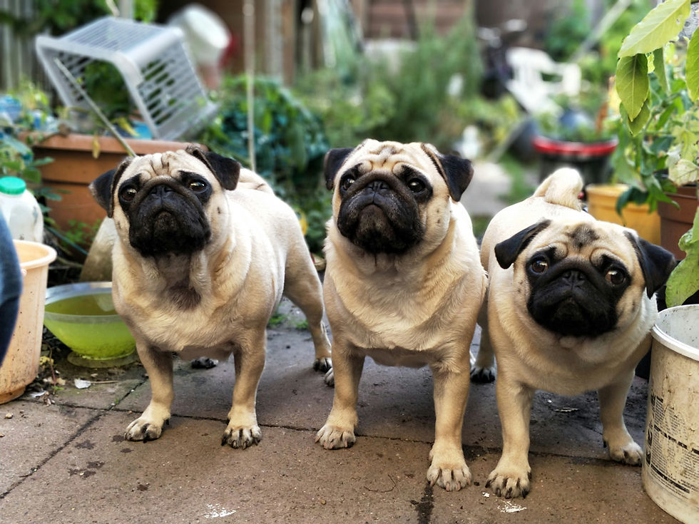 Pourquoi les chiens brachycéphales ont-ils des problèmes respiratoires ?