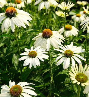 Image by Yakov Leonov