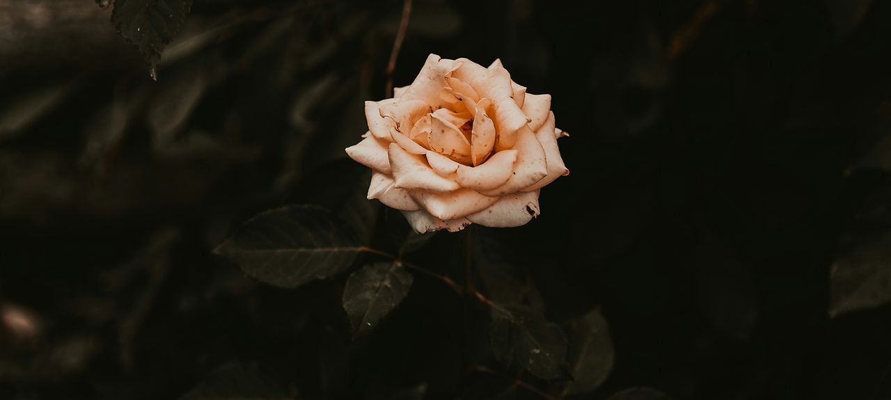 Image de Irina Iriser