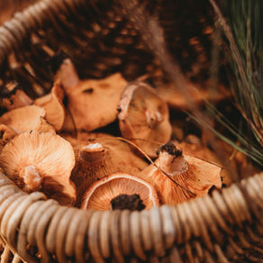 Les chanterelles du Québec : l'un des plus beaux trésors de notre été